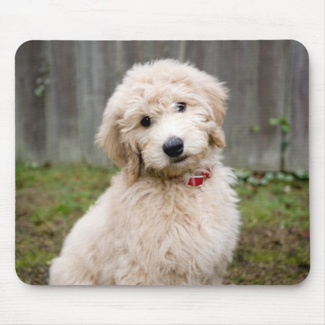 Tapis De Souris Le Chiot De Goldendoodle S'Assis Dans L'Herbe (Devant)