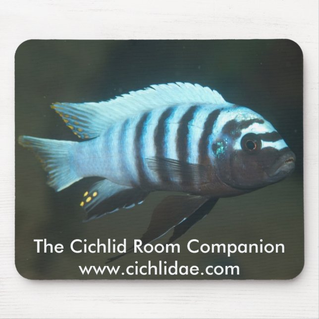 Tapis De Souris Le compagnon de pièce de Cichlid - zèbre de (Devant)