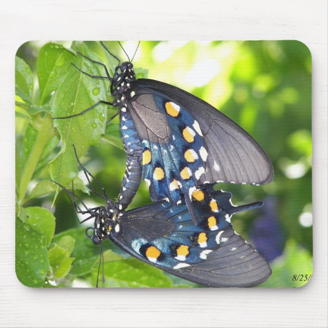 Tapis De Souris Le congrès, papillon de machaon de l'Arizona (Devant)