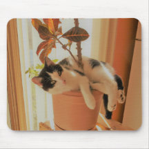 Le grignoteur est Catnipping