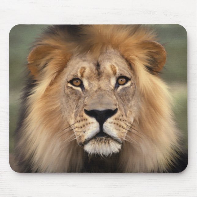 Tapis De Souris Le lion (Devant)