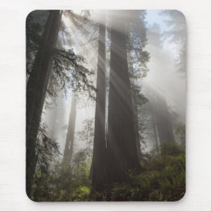 Tapis De Souris Le parc national de Redwood Californie