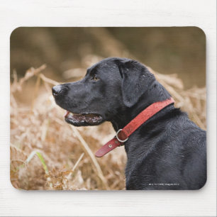Tapis De Souris Le R-U, Angleterre, Suffolk, forêt de Thetford,