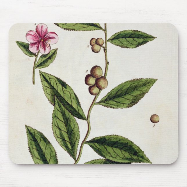 Tapis De Souris Le thé vert, plaquent 351 "d'un de fines herbes (Devant)