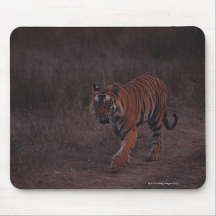 Tapis De Souris Le tigre marche le long de la traînée