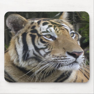 Tapis De Souris Le tigre songeur clôturent Mousepad