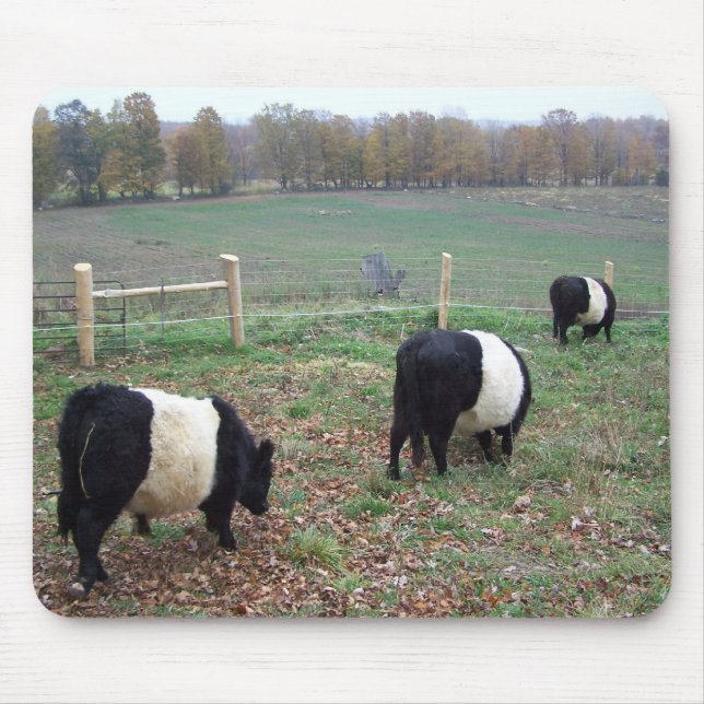Tapis De Souris Le troupeau de vaches de Beltie le long d'un senti (Devant)