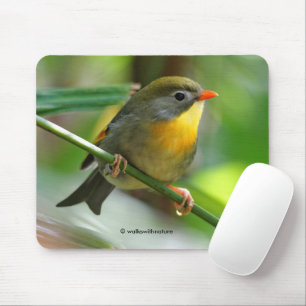 Tapis De Souris Leiothrix coloré / Pekin Robin Songbird