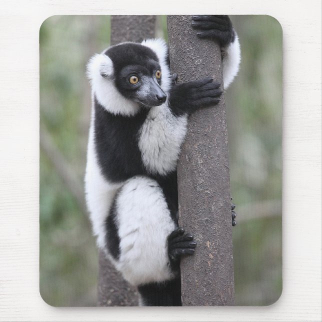 Tapis De Souris Lémur noir et blanc de Ruffed sur l'arbre (Devant)
