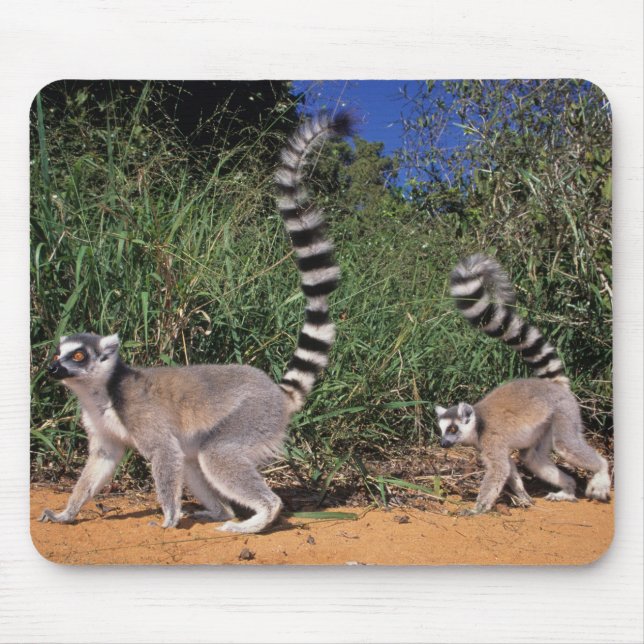 Tapis De Souris Lémuriens à queue annelée (Lemur Catta), Berenty (Devant)