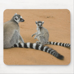 Tapis De Souris Lémurs à queue annelée, (Lemur catta), Berenty