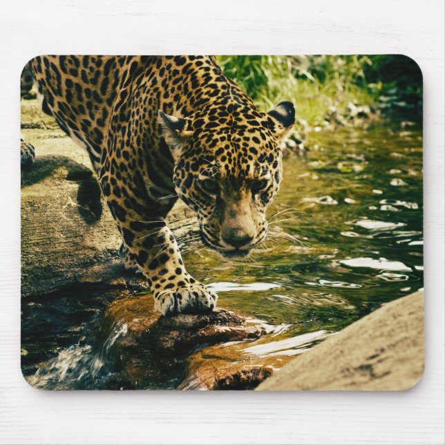 Tapis De Souris Leopard Crossing a Stream Photographie (Devant)