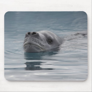 Tapis De Souris léopard de phoque qui nage