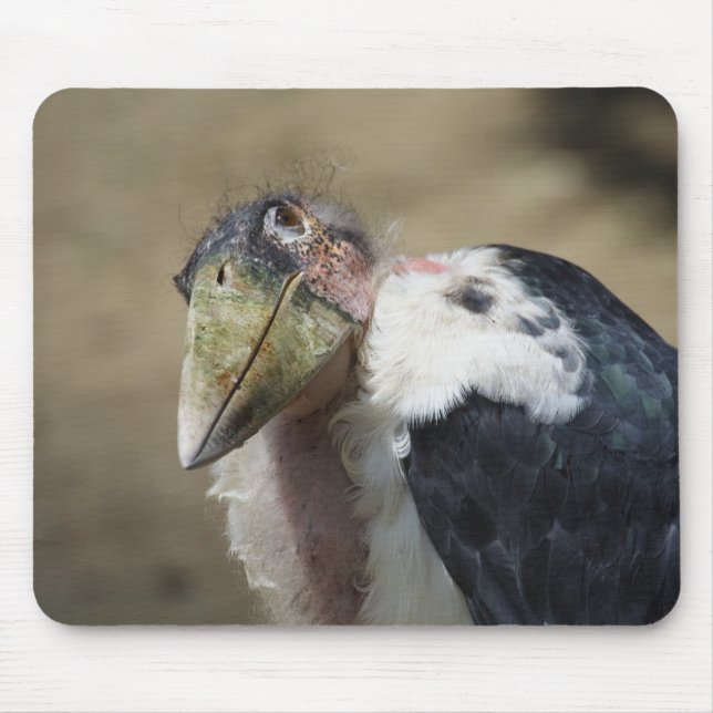 Tapis De Souris Leptoptilos crumeniferus (Devant)