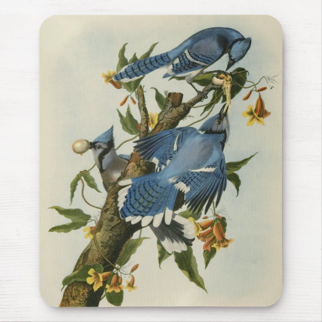 Tapis De Souris Les Jays Bleus d'Audubon (Devant)