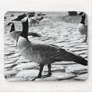 Tapis De Souris Les oies canadiennes s'approchent du lac Mousepad