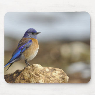Tapis De Souris les oiseaux sont les seuls animaux avec des plumes