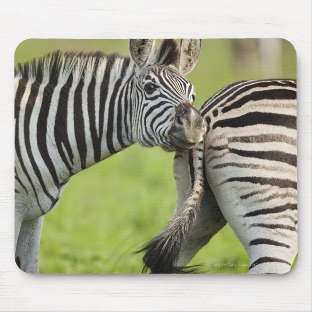 Tapis De Souris les Zèbres de Burchell (Equus quagga burchellii), (Devant)