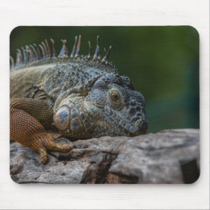Tapis De Souris lézard, iguane, nature