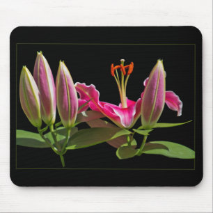 Tapis De Souris Lilium Stargazer bourgeons et floraison