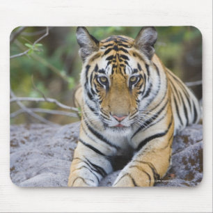 Tapis De Souris L'Inde, parc national de Bandhavgarh, petit animal