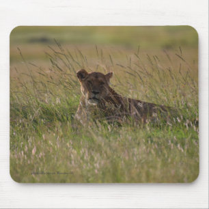 Tapis De Souris Lion Africa Savannah