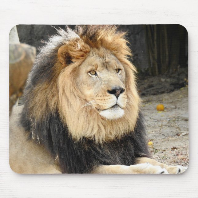 Tapis De Souris Lion africain (Devant)