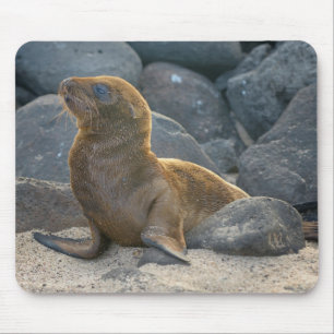 Tapis De Souris Lion de mer des Galapagos