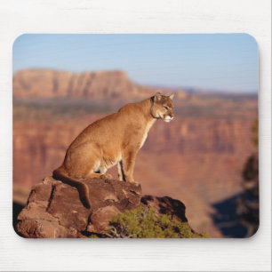 Tapis de souris Lion de montagne
