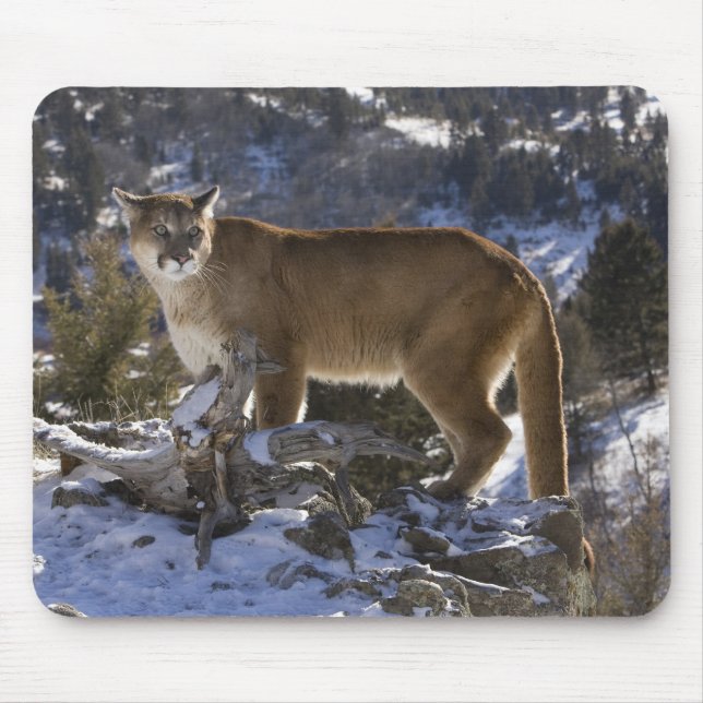 Tapis De Souris Lion de montagne (Devant)