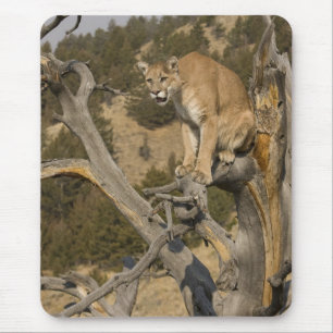 Tapis De Souris Lion de montagne, aka puma, couguar ; Puma concolo