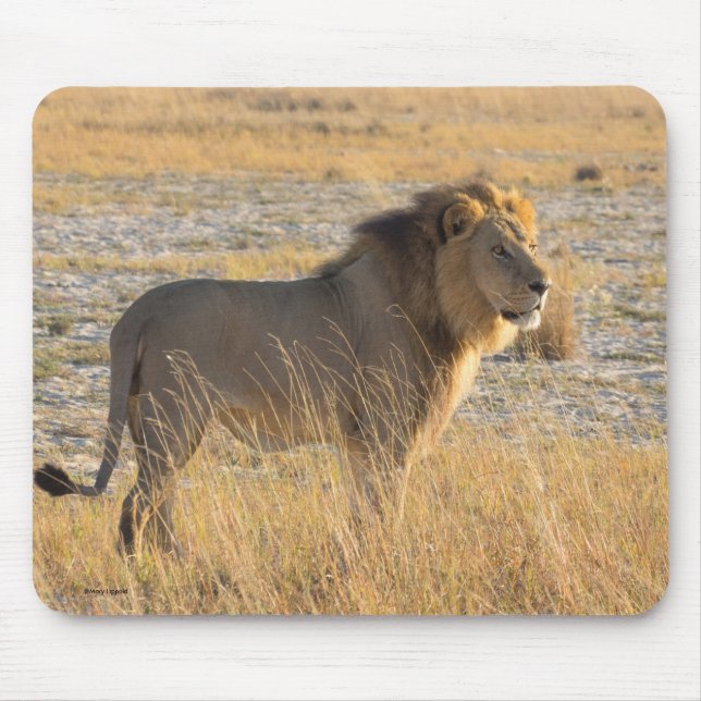 TAPIS DE SOURIS LION MALE (Devant)