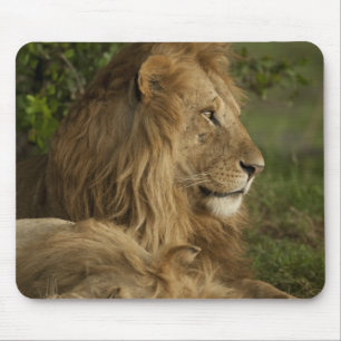 Tapis De Souris Lion, Panthera leo, Lower Mara, Masai Mara GR,