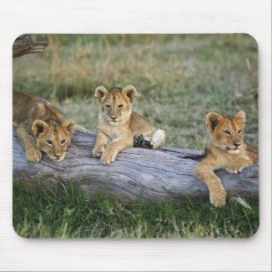 Tapis De Souris Lionceaux sur rondin