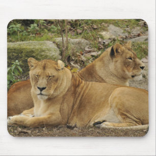 Tapis De Souris Lionne