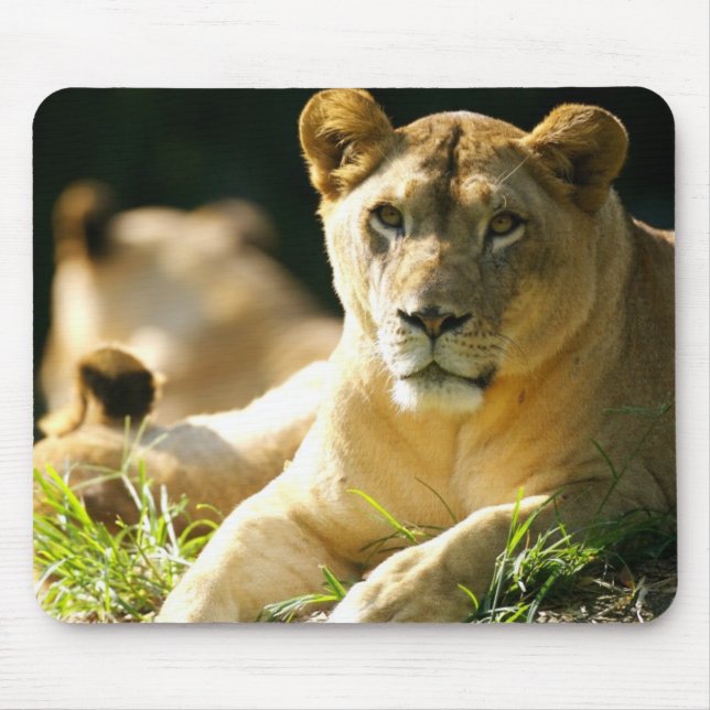 Tapis De Souris Lions (Devant)