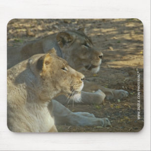 Tapis de souris Lions