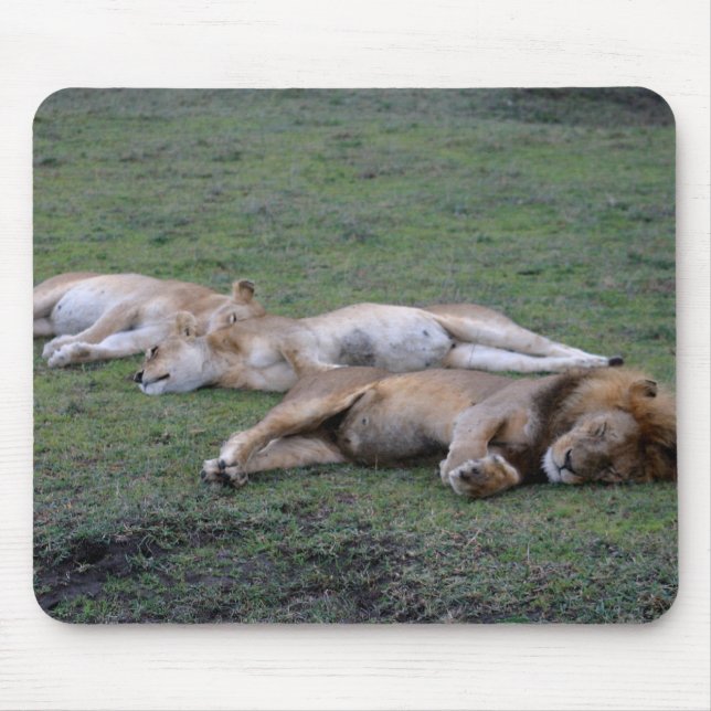 Tapis De Souris Lions Napping - Mousepad (Devant)