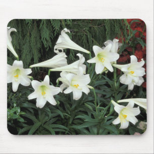 Tapis De Souris Lis de Pâques (Lilium regale)