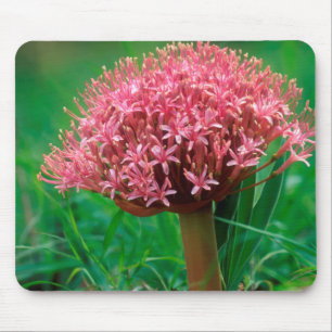 Tapis De Souris Lisianthus d'Afrique (Agapanthus Praecox), Mala Ma