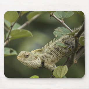 Tapis De Souris Lizards, lézards, animaux dans le Jardin Oriental