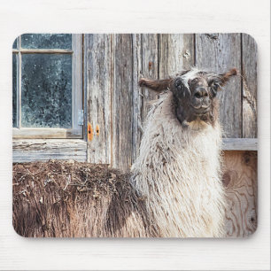 Tapis De Souris Llama devant une grange