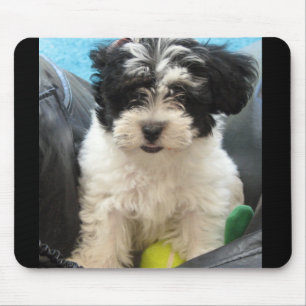 Tapis De Souris Lola un chiot secouru de Havanese