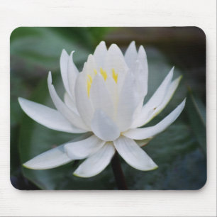 Tapis De Souris Lotus ou nénuphar et signification