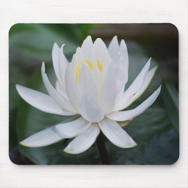 Tapis De Souris Lotus ou nénuphar et signification (Devant)