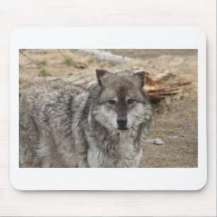 Tapis De Souris loup animal visage yeux canin forêt zoo parc