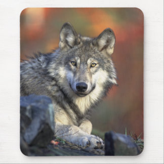 Tapis De Souris Loups Canis_lupus_Loup gris