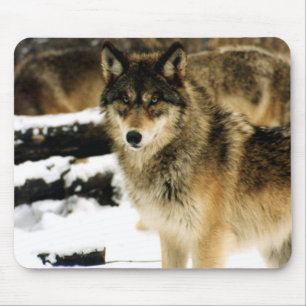 Tapis De Souris Loups dans la neige