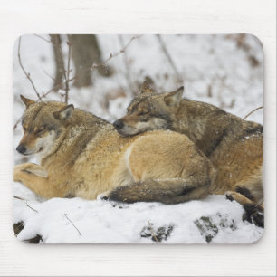 Tapis De Souris Loups dans le bois de Bawarian