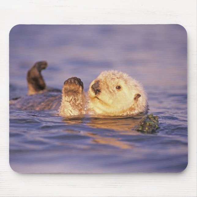 Tapis De Souris Loutres de mer, Enhydra lutris (Devant)